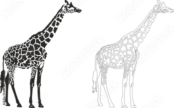 Obraz żyrafa