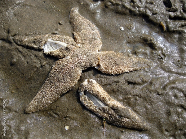 Obraz Starfish