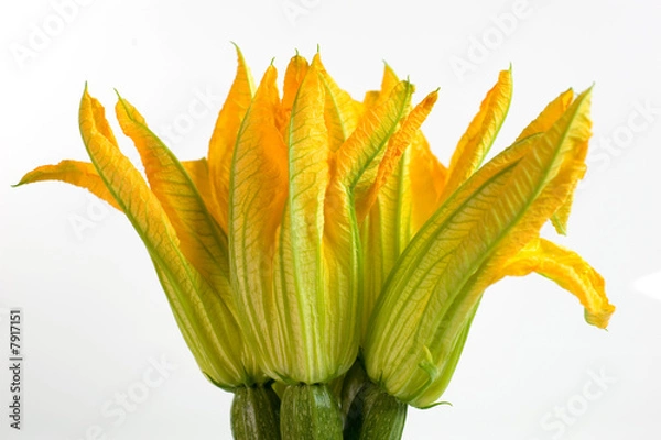 Obraz Fiori di zucchino