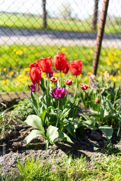 Obraz Tulipan, Tulipa