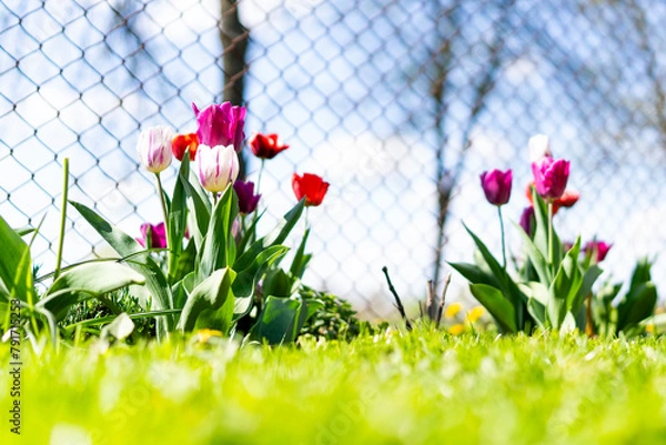 Obraz Tulipan, Tulipa