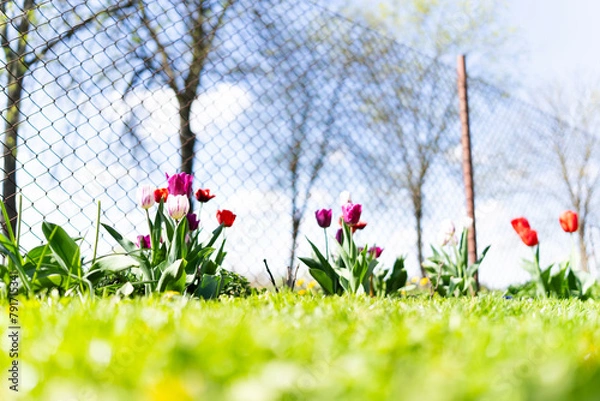 Obraz Tulipan, Tulipa