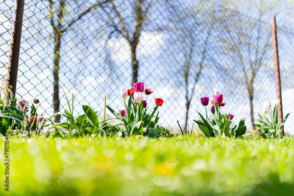 Obraz Tulipan, Tulipa