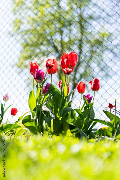 Obraz Tulipan, Tulipa