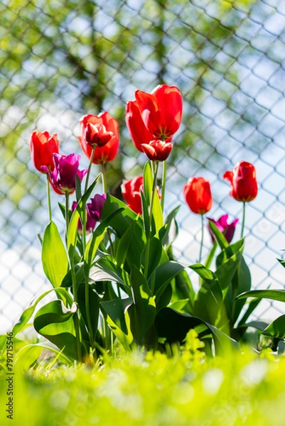 Obraz Tulipan, Tulipa