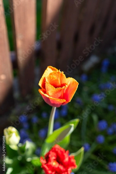 Obraz Tulipan, Tulipa