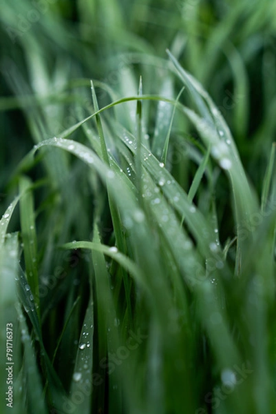 Obraz Trawa, rosa, krople wody