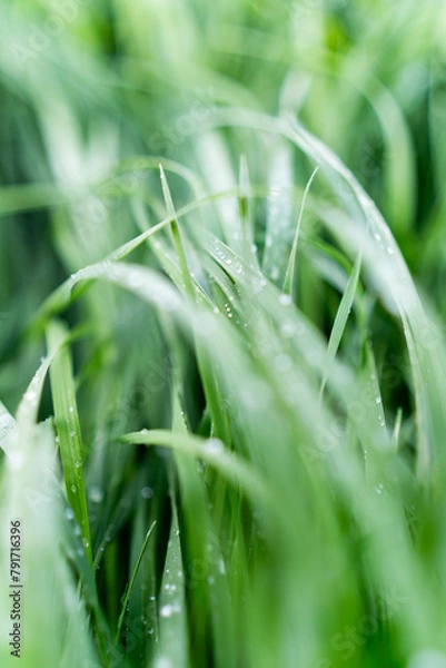 Obraz Trawa, rosa, krople wody