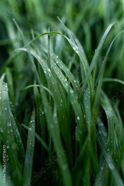 Obraz Trawa, rosa, krople wody