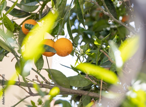 Fototapeta Bunch of ripe oranges hanging on a tree.