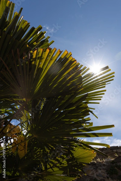 Fototapeta Summer sun shining through the green leaves of a palm tree