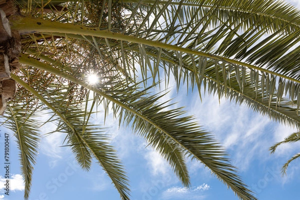Fototapeta Summer sun shining through the green leaves of a palm tree. Summer background