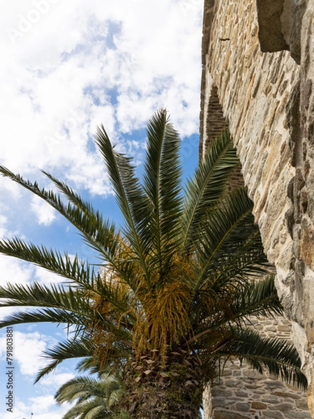 Fototapeta Tall palm tree and stone wall under a beautiful sky