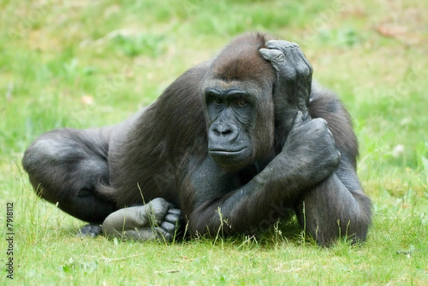 Obraz duży samica goryla