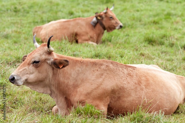 Obraz two cows in a meadow