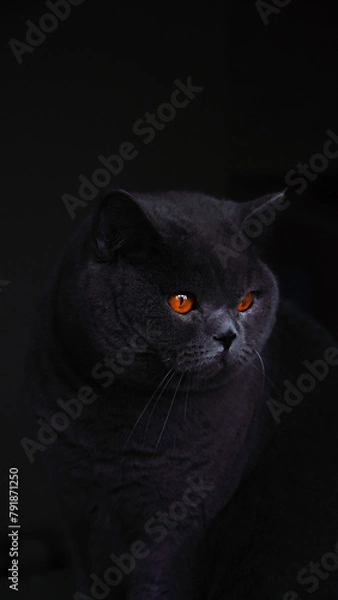 Obraz Portrait in profile of a gray British shorthair cat on a dark background. Favorite pets. Serious look of yellow eyes.