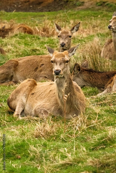 Obraz deer in the woods