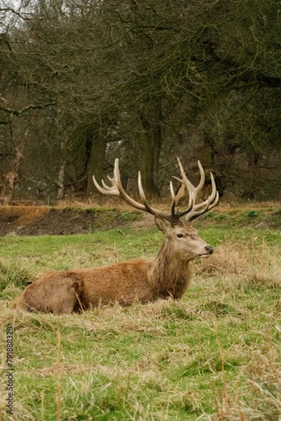 Obraz deer in the forest