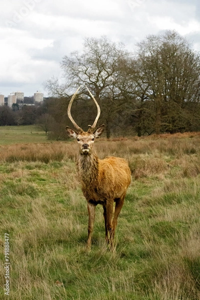 Obraz deer in the field