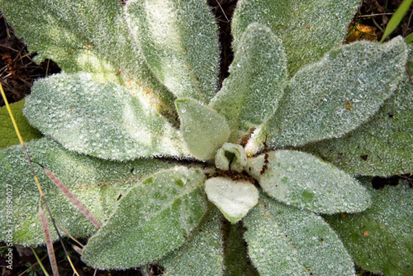 Obraz Mullein Plant in Texas