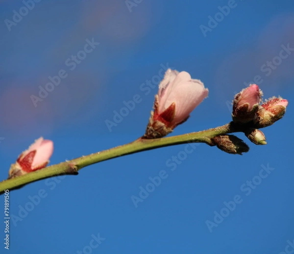 Obraz Mandelbaum Knospen