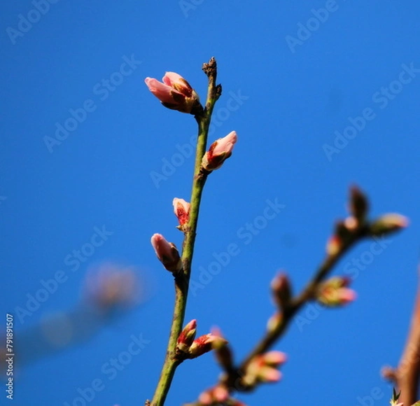 Obraz Mandelbaum Knospen