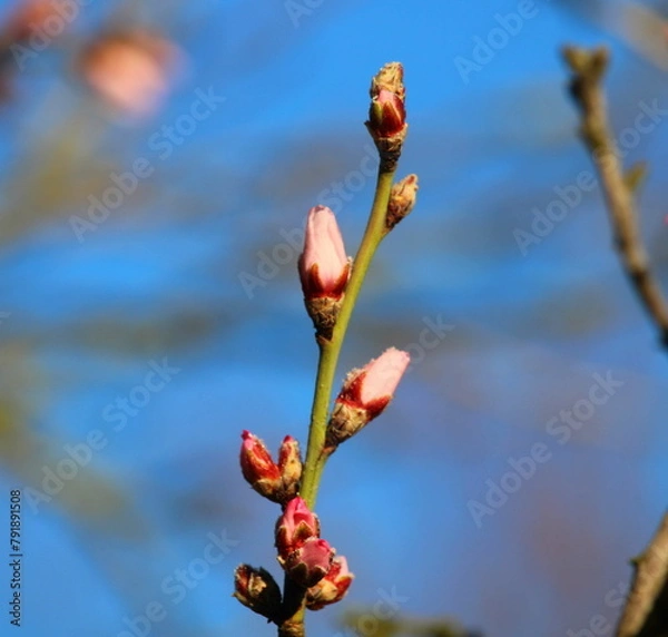 Obraz Mandelbaum Knospen