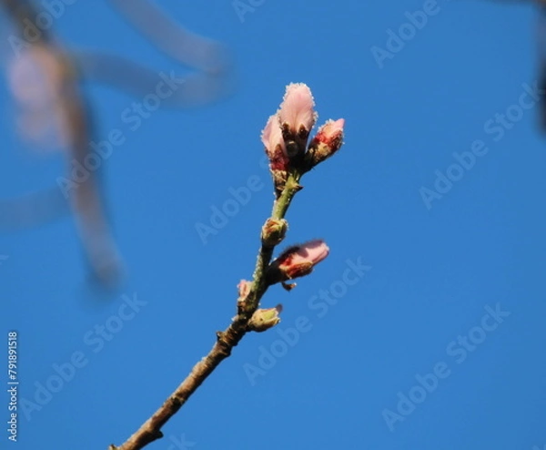 Obraz Mandelbaum Knospen