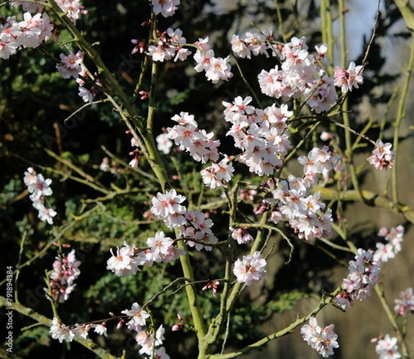 Obraz Mandelblüte