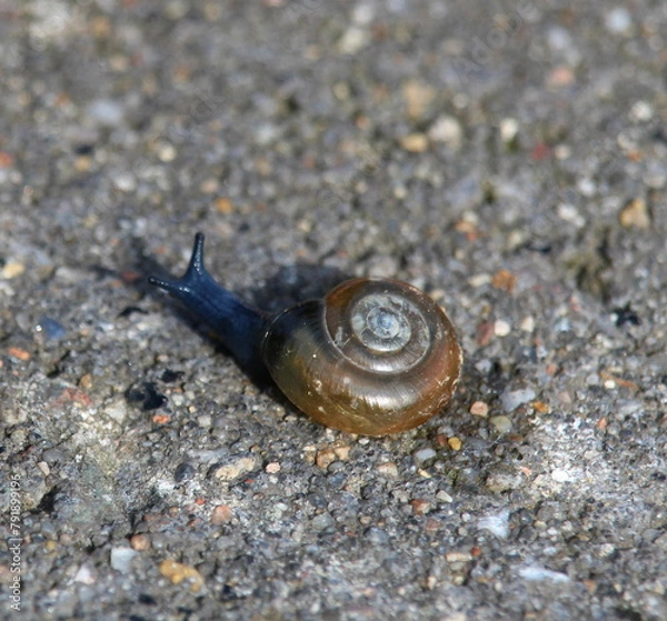 Obraz Schnecke