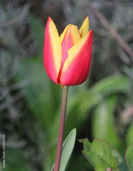 Obraz Tulpen