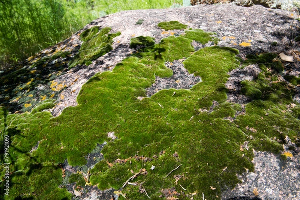 Obraz Moss growing on a rock