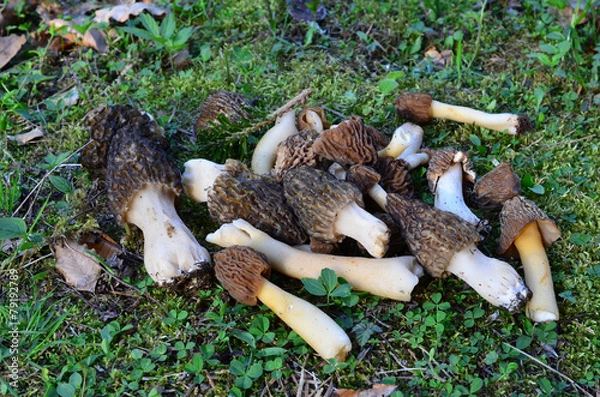 Obraz Fresh morel mushrooms