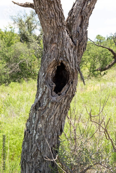 Obraz Mesquite Tree with a hole