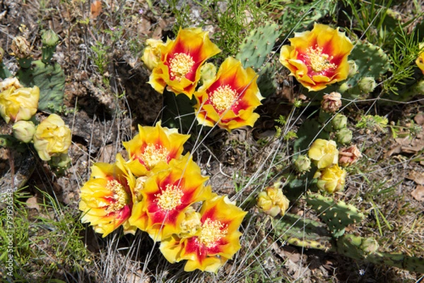 Obraz Cactus Blooms in Texas