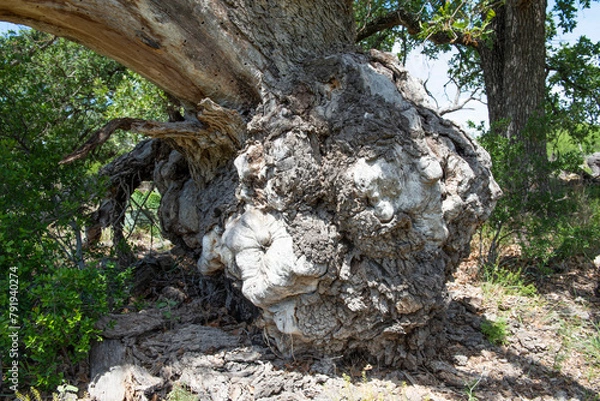 Obraz Large Burl on a Tree Trunk in Texas