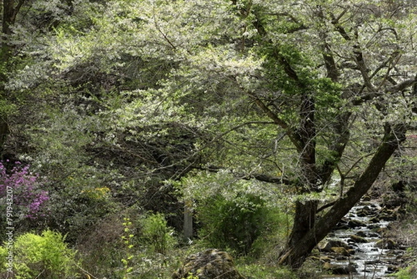 Fototapeta 早春の山里の風景