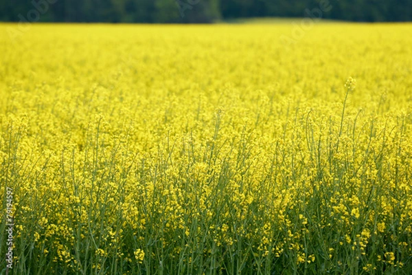 Obraz Rapeseed field