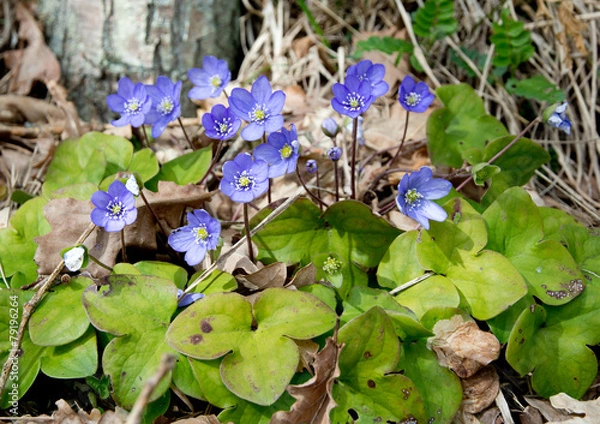 Obraz Blue wildflower Hepatica Nobilis in a forest meadow.
