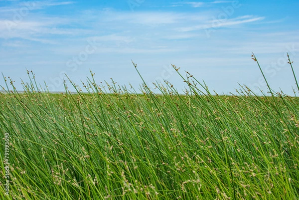 Fototapeta Hengsha Island, Chongming District, Shanghai-Wetland Scenery