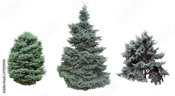 Obraz Spruce and fir blue.