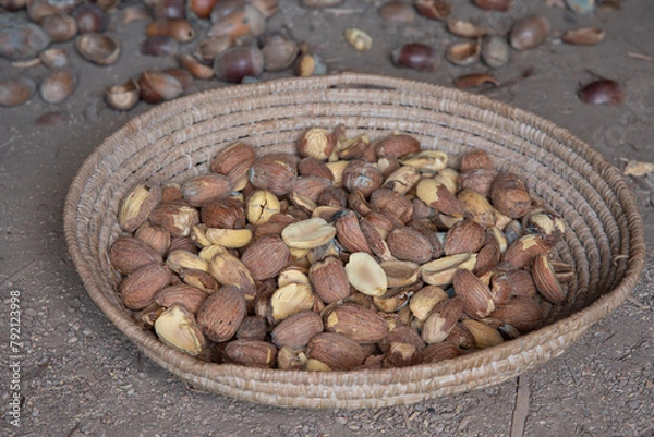 Obraz Fresh acorns in handmade winnowing basket on dirt floor