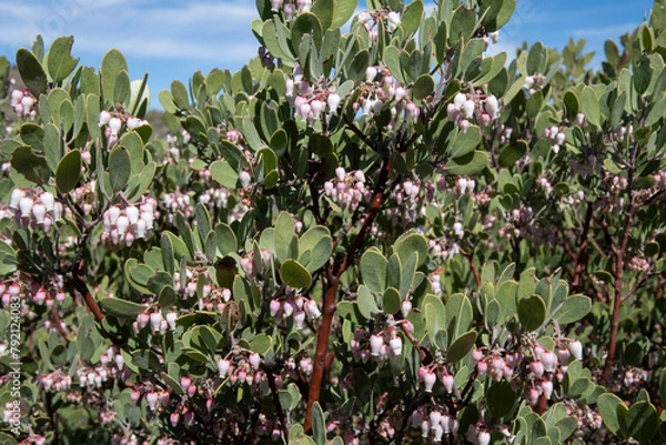 Obraz Pointleaf manzanita with urn-shaped flowers in spring