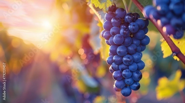 Fototapeta Cluster of Grapes Hanging From Vine