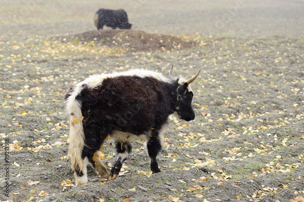 Obraz Yaks in the field