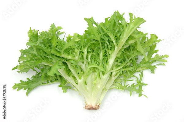 Fototapeta Endive leaves