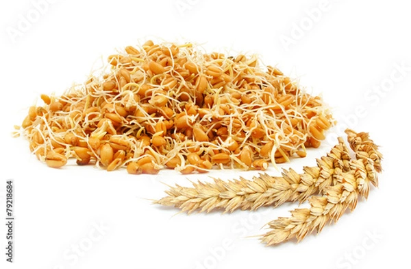 Obraz zarodki zbóż