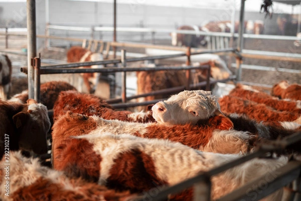Obraz Cattle in a cattle farm