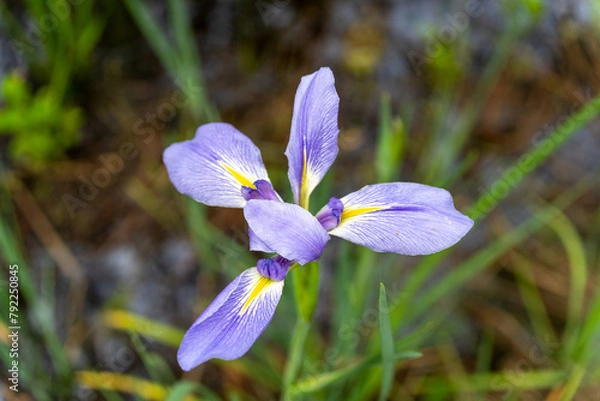 Fototapeta Louisiana Iris