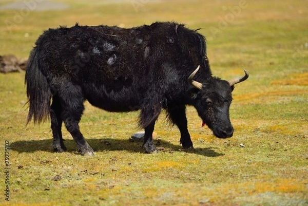 Obraz Yak on the field